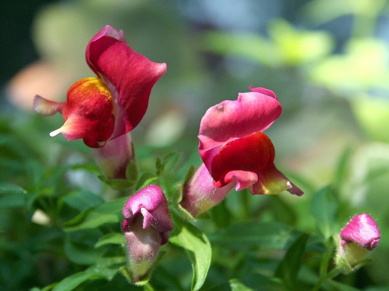 Como cuidar adequadamente de uma flor snapdragon