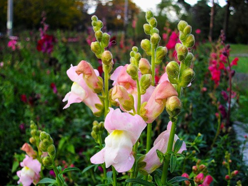 Snapdragon on kirkas koriste puutarhaanne.