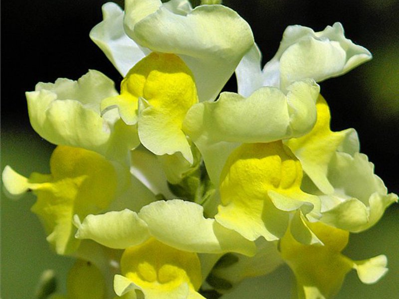 Cách trồng snapdragons