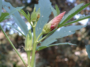 La història de l’aparició de la planta d’okra