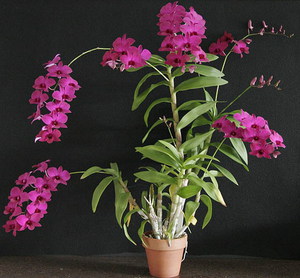 How dendrobium grows