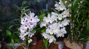 Separación de orquídeas dendrobium.