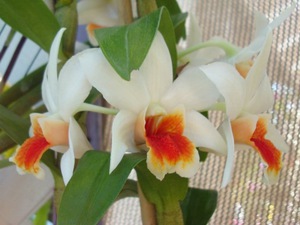 Hvor lang tid blomstrer dendrobium