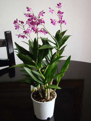 Cuidando do Dendrobium em casa.