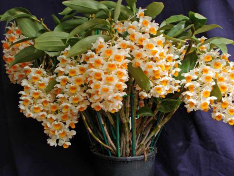 O que Dendrobium ama