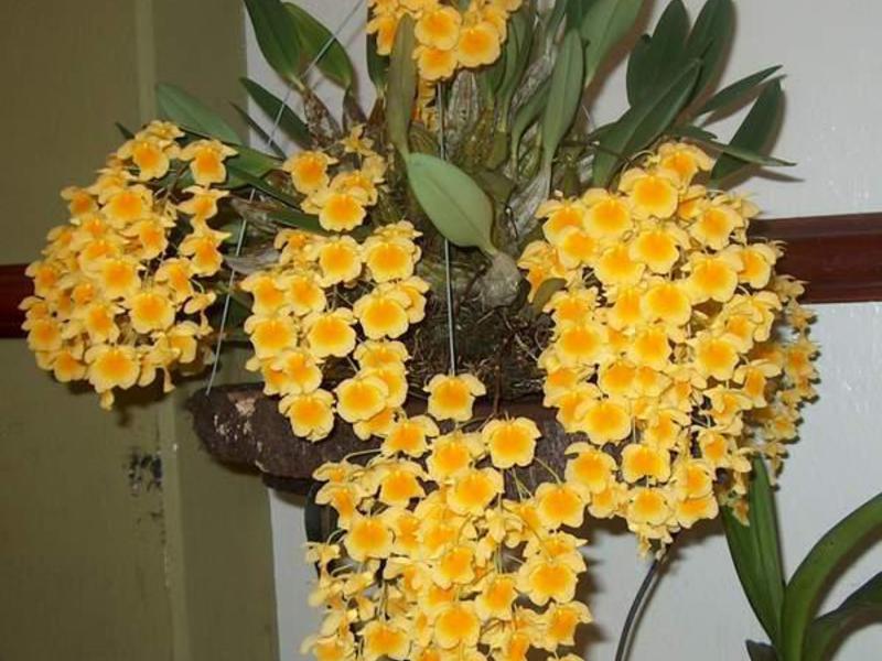 Orchidea virágzási időszak