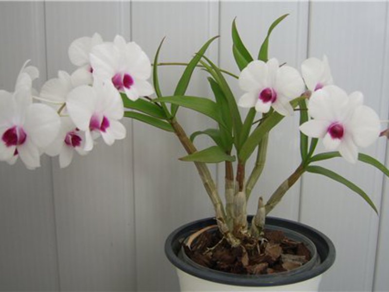 Cuidar Dendrobium a casa.