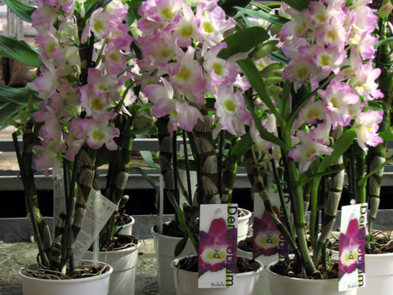 Speciell blomdendrobium