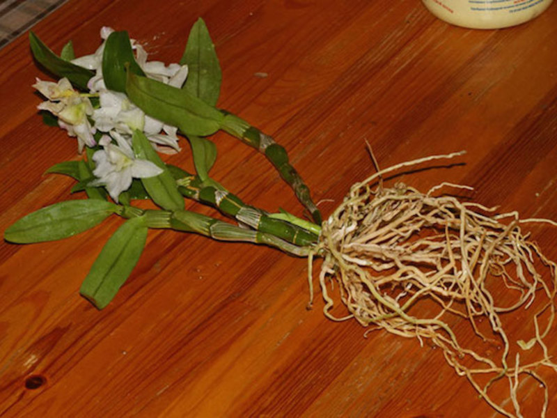 Separação de orquídeas dendrobium.