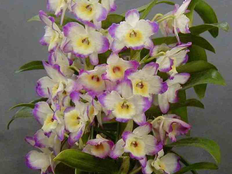 Bonica flor de dendrobium