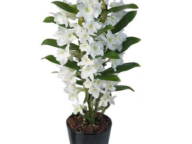 Πώς να φροντίσετε το dendrobium