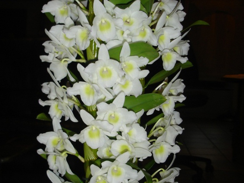 Dendrobium-blommatransplantationsregler