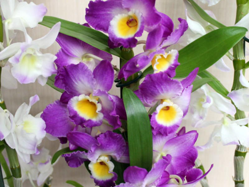 Dendrobium nở như thế nào