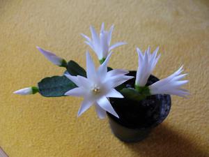 Ang Rhipsalidopsis ay isang Easter cactus.