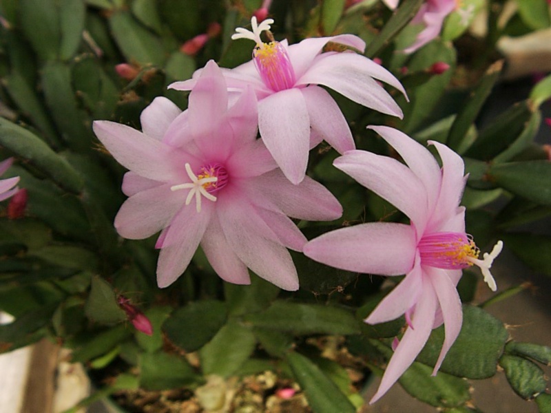 Hoe zorg je voor een bloem na de bloei