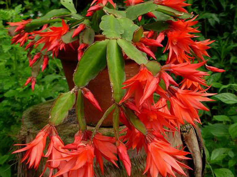 Cactus de pascua