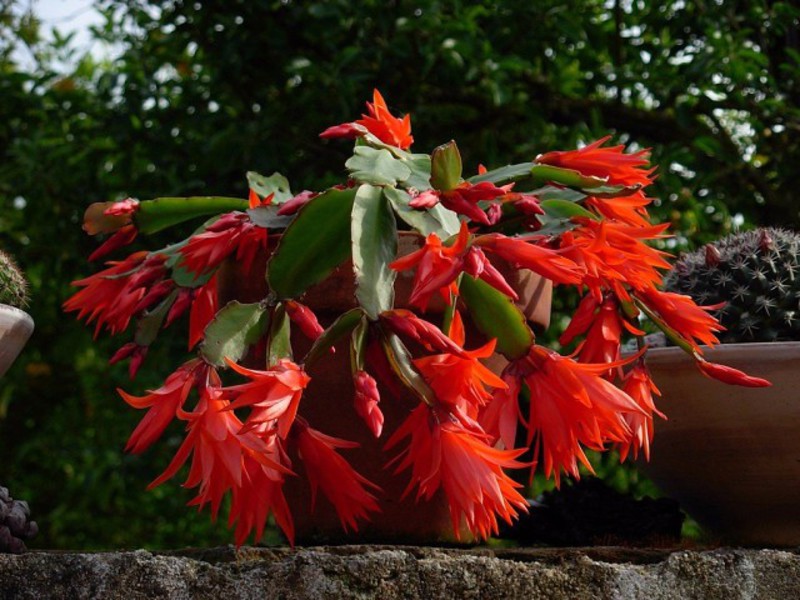 Rhipsalidopsis o cactus de Pascua