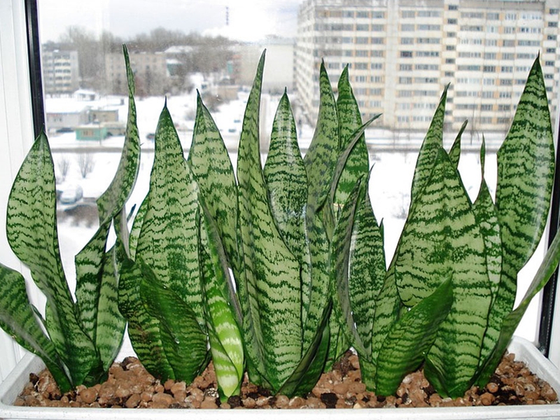 Características do cultivo de uma flor de cauda de lúcio