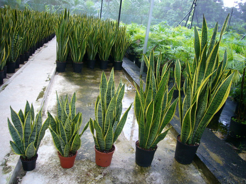 Ventajas y ventajas de la flor de la cola de lucio.