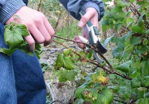 Mesures preventives per a les groselles a la primavera