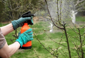 Caratteristiche della lavorazione primaverile del ribes da parassiti