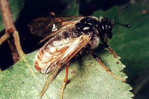 Planta de grosella, mosca de serra de grosella i mètodes per tractar-la