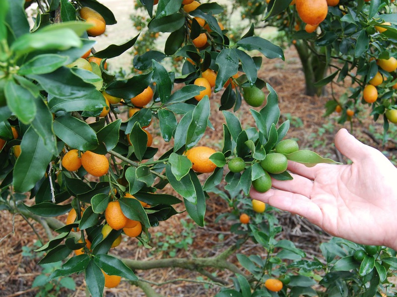 Liste des variétés de kumquat