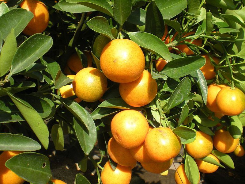 ลักษณะของพันธุ์ Kumquat Marumi