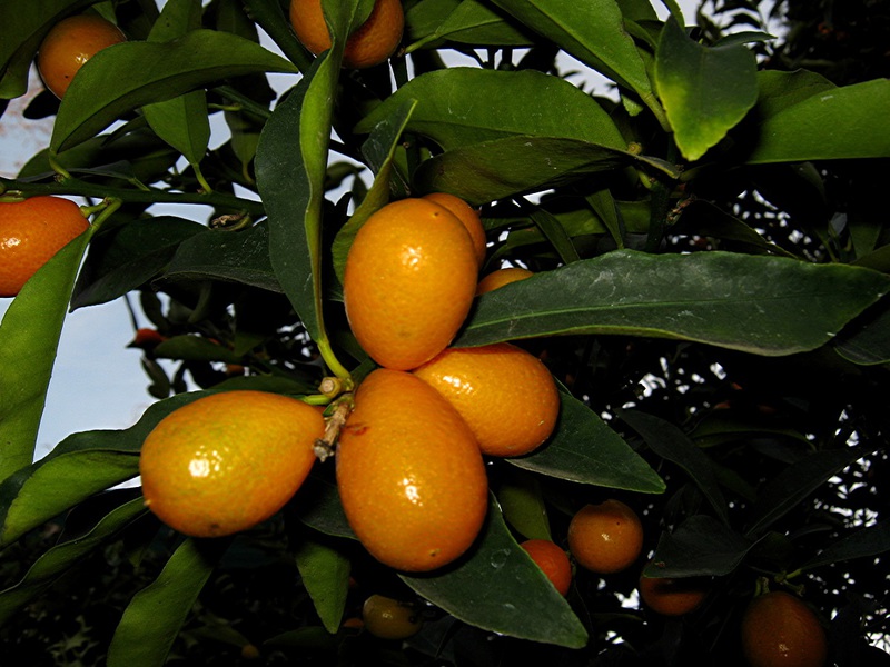 Paglalarawan ng iba't ibang kumquat Fakushi