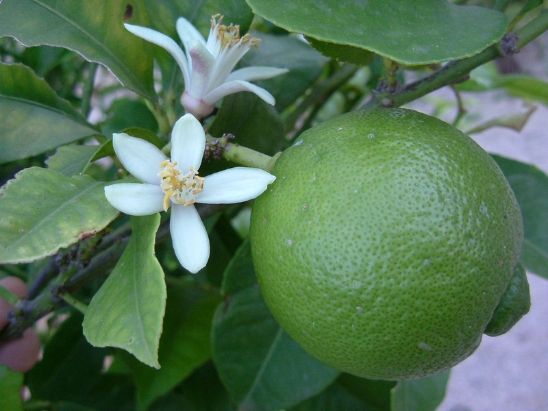 Propriétés des variétés hybrides de kumquat