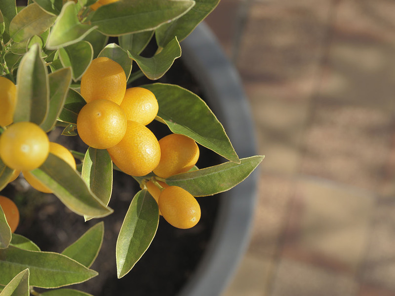 Uma descrição característica das variedades ornamentais de kumquat