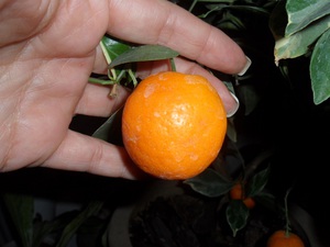 Historie ovoce kumquat