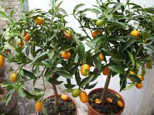 Merkmale der wachsenden Kumquat zu Hause