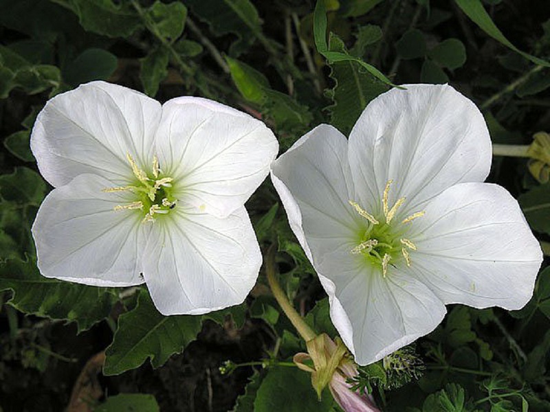 Variedades de flores perenes de prímula