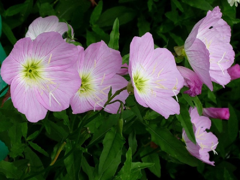 Het uiterlijk van de roze bloemen van de meerjarige teunisbloem