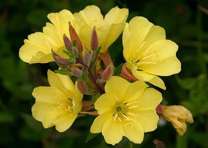 Penerangan tanaman primrose petang