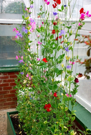 Edelwicken auf dem Balkon