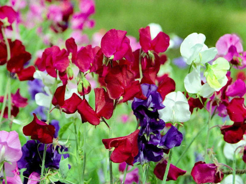 Perennial sweet peas