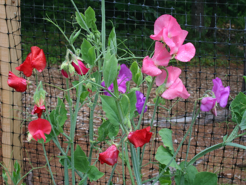 Como plantar e cultivar ervilhas baratas