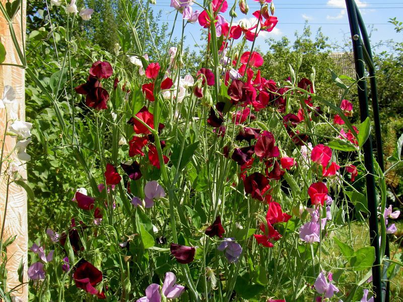 Fleur de jardin de pois sucré