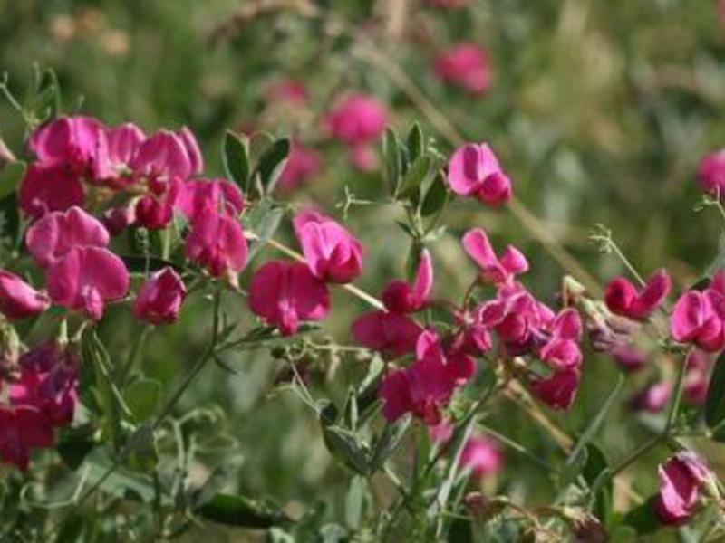 Perennial sweet peas