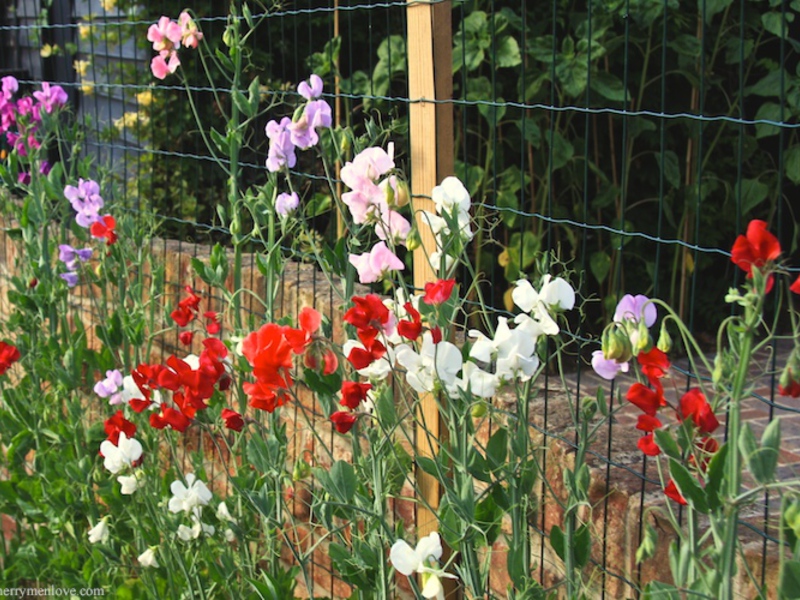 Perennial sweet peas