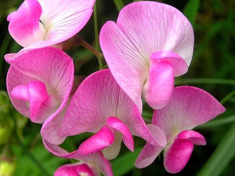 Perennial sweet peas