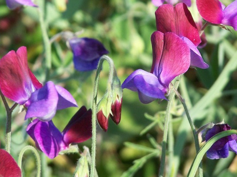 Planter des pois sucrés