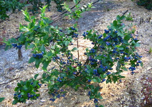 שיח אוכמניות וטיפול בו