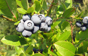 Varieti Blueberry