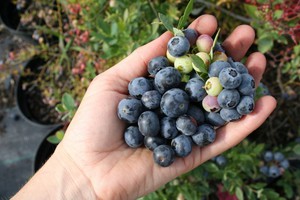 Yaban mersini nasıl doğru şekilde budanır