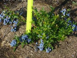 Wie man Blaubeeren anbaut