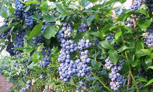 Plantering och vård av blåbär