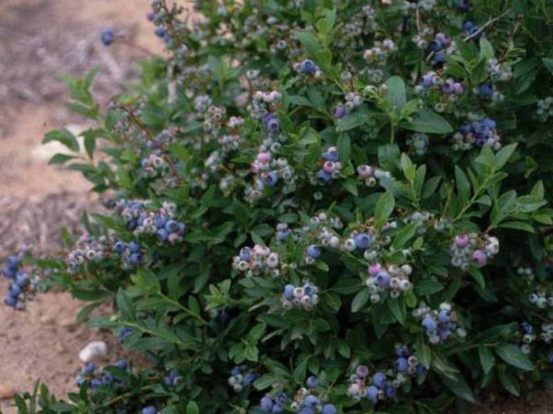 Arten von Gartenblaubeeren